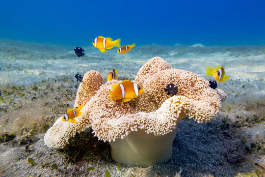 Anemonenfische - &Auml;gypten Marsa Alam