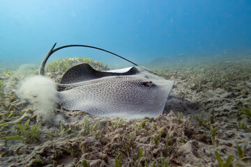 Leopardenrochen im roten Meer