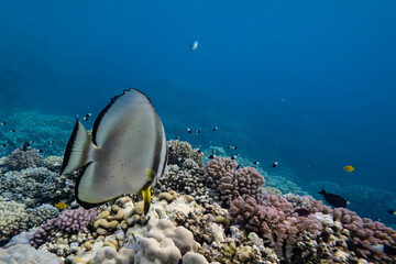 Fledermausfisch im roten Meer