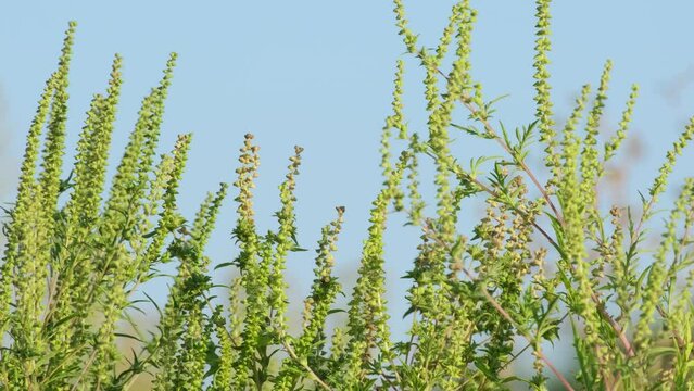 Ragweed flower branch grow in a field. Bushes of ambrosia causing allergic reactions to population. Ragweed flowering. Ambrosia artemisiifolia flower. Pollen from ragweed is highly allergenic. Allergy