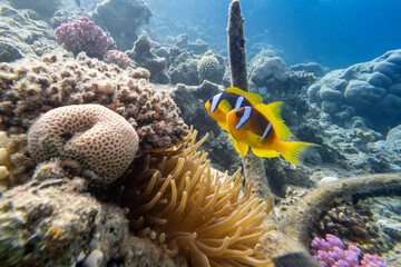 Anemonenfische - Ägypten Marsa Alam
