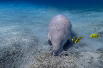 Dugong - Seekuh - Ägypten, Marsa Alam