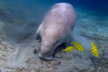 Dugong - Seekuh - Ägypten, Marsa Alam