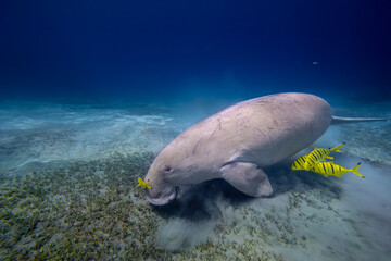 Dugong - Seekuh - Ägypten, Marsa Alam