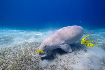 Dugong - Seekuh - Ägypten, Marsa Alam