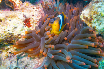 Fototapeta na wymiar Anemonenfische - Ägypten Marsa Alam