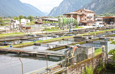 Trout farming in the north of Italy