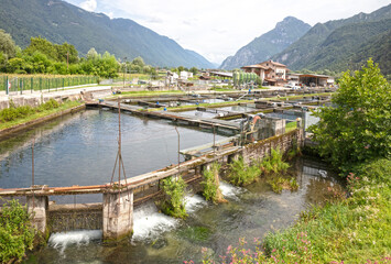Trout farming in the north of Italy