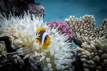 Anemonenfische - Ägypten Marsa Alam