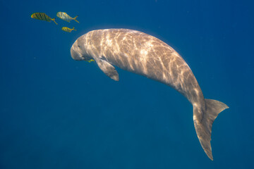 Dugong - Seekuh - Ägypten, Marsa Alam