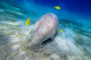 Dugong - Seekuh - Ägypten, Marsa Alam