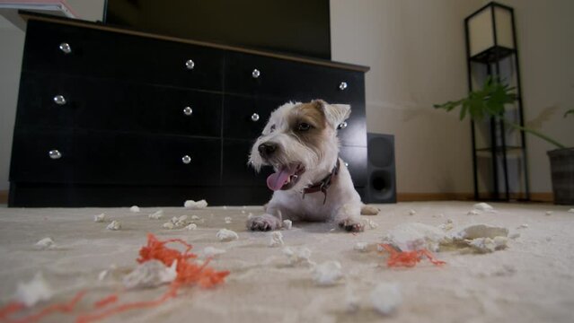 Tired Domestic dog Jack Russell terrier after tore a toy at home on the carpet. Bad dog. Close up