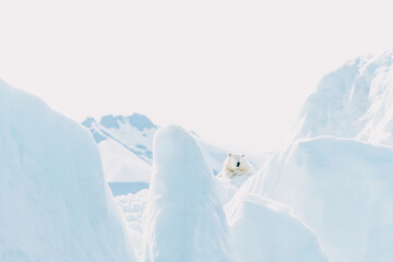 Polar bear resting on a iceberg in the arctic