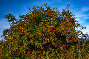 Summer color rosehip with blooms and golden sky in sunset evening