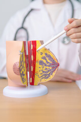 Doctor with Breast Anatomy model. Breast Augmentation Surgery, October Breast Cancer Awareness...