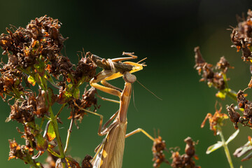 Europäische Gottesanbeterin (Mantis religiosa)