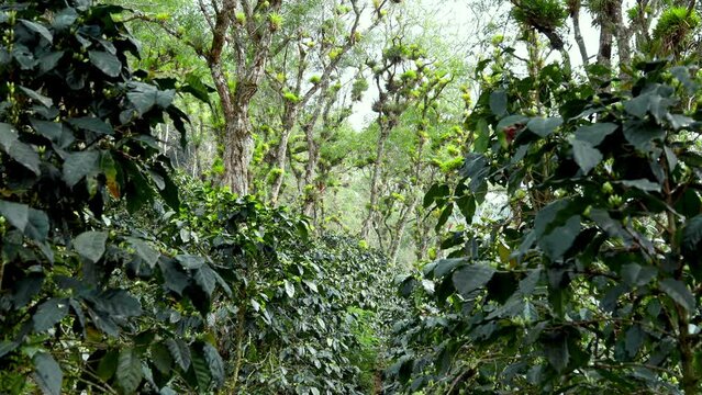 Coffee plantation that is grown under tree shadown
