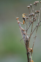 Europäische Gottesanbeterin (Mantis religiosa)
