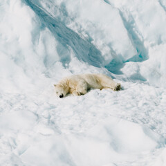 Polar bear resting on a iceberg in the arctic