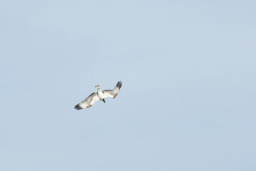 Fischadler (Pandion haliaetus)