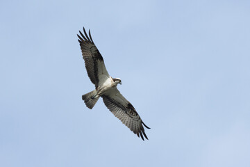 Fischadler (Pandion haliaetus)