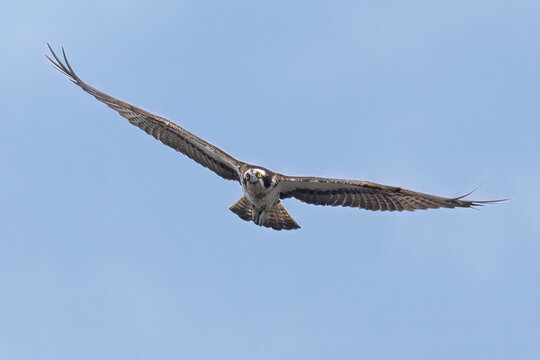 Fischadler&nbsp;(Pandion haliaetus)