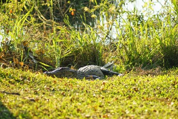 alligator in a field