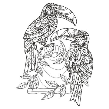 recommend clip art: Two hornbills hand drawn for adult coloring book
