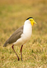 Obraz premium Masked lapwing