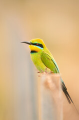 Rainbow Bee-eater