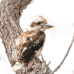 kookaburra