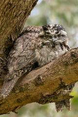 Tawny Frogmouth