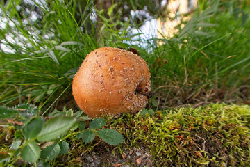 Fungal fallen fruit