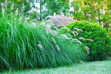 green hedge of cereal herbs near the house in the early morning