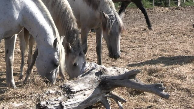 manade de chevaux blancs en Camargue (Occitanie, France)