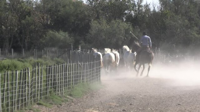 manade de taureaux et chevaux au galop avec leur gardian en Camargue