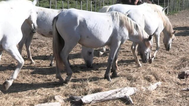 manade de taureaux et chevaux au galop avec leur gardian en Camargue