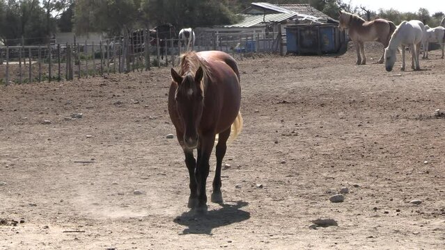 plusieurs chevaux dans une manade en Camargue