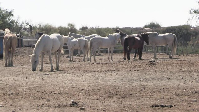 plusieurs chevaux dans une manade en Camargue
