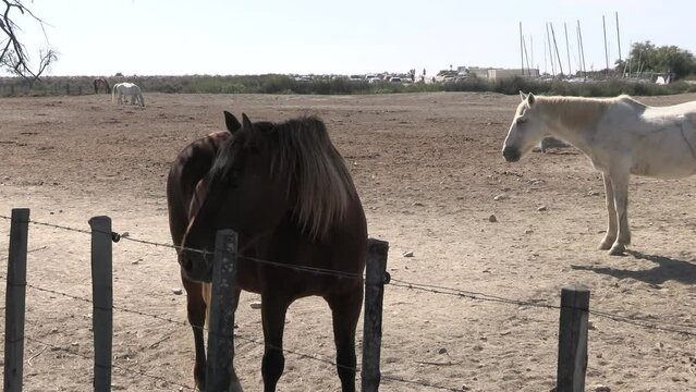 plusieurs chevaux dans une manade en Camargue