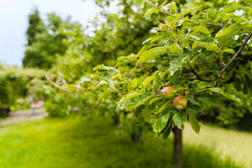 Pomegranate fruits growing on tree in garden
