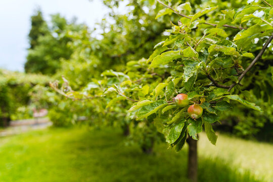 Pomegranate fruits growing on tree in garden