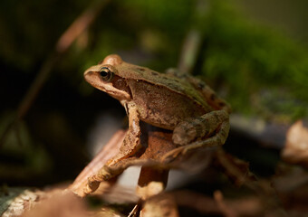 Little brown frog