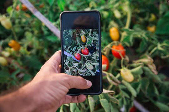 Hand of man photographing tomatoes through smart phone in orchard