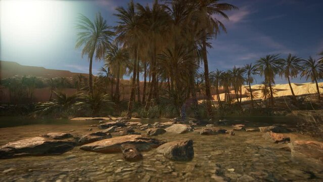 Palm Canyon Oasis in the Colorado Desert