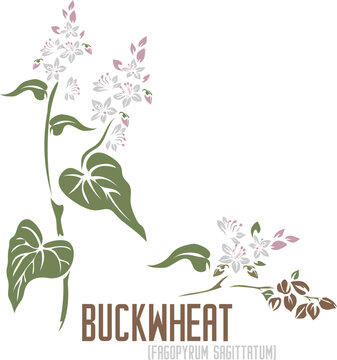 Buckwheat medicinal herb in color vector silhouette. Medicinal Fagopyrum sagittatum plant. Set of Buckwheat flowers in color image for pharmaceuticals and coocking. Medicinal herbs color drawing