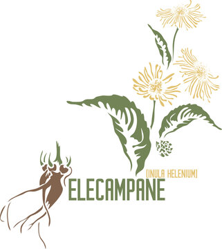Elecampane medicinal herb in color vector silhouette. Medicinal Inula helenium plant. Set of Echter Alant flowers and root in color image for pharmaceuticals. Medicinal herbs color drawing
