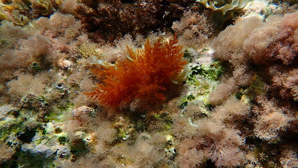 Fototapeta na wymiar Red algae Laurencia obtusa undersea, Aegean Sea, Greece, Thasos island