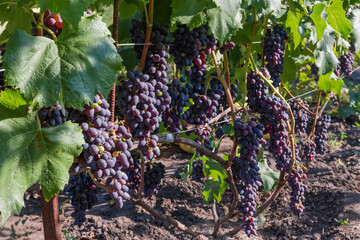 Bunches of the blue-pink grape on grapevine in sunny morning