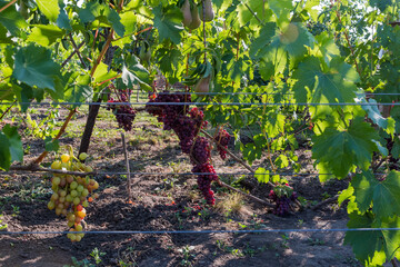 Bunches of the pink grape on grapevine, pears on branches